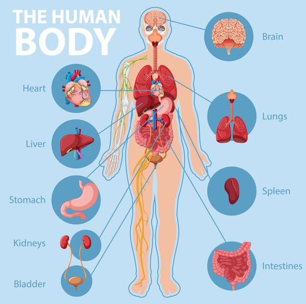 Anatomie Van De Infographic Van Het Menselijk Lichaamsinformatie Gratis Vector