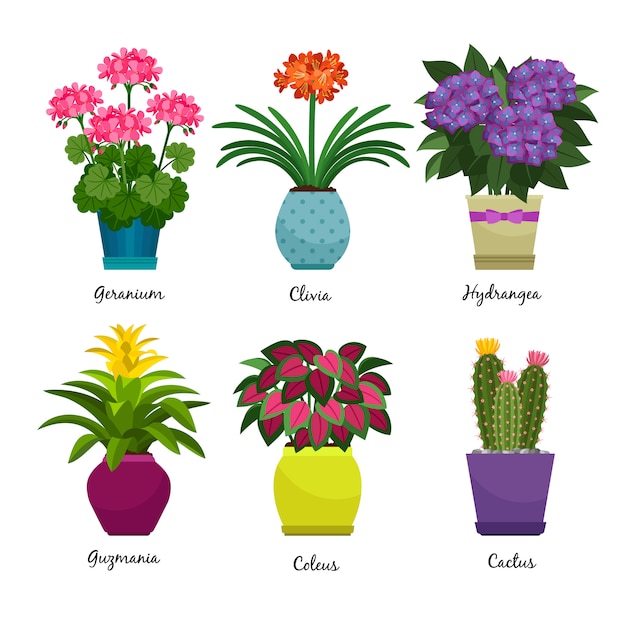 Binnentuininstallaties en verse bloemen die op wit worden geïsoleerd Premium Vector