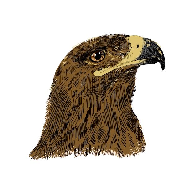 De saker-valk falco cherrug kleurrijke illustratie. eagle hand getrokken schets tekening. vogel voor valkerij, dieren in het wild, valk hoofdportret. Premium Vector