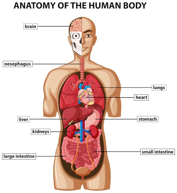 Verrassend Diagram dat de anatomie van het menselijk lichaam met namen toont NX-82