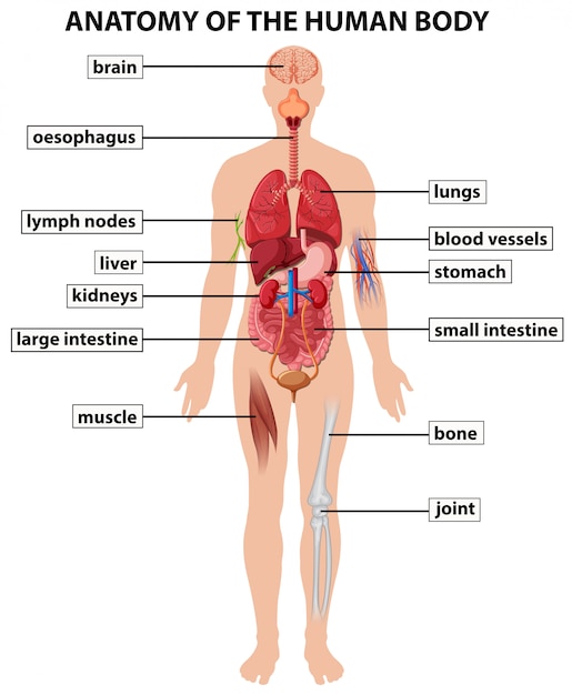 Diagram Dat De Anatomie Van Het Menselijk Lichaam Toont Premium Vector