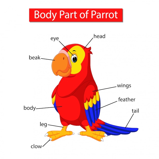 Diagram dat het lichaamsdeel van de papegaai weergeeft Premium Vector