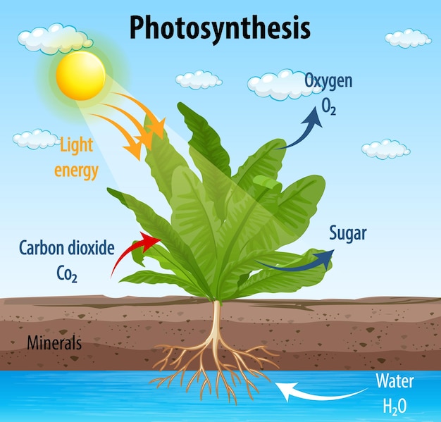 Diagram Dat Het Proces Van Fotosynthese In Plant Toont Premium Vector