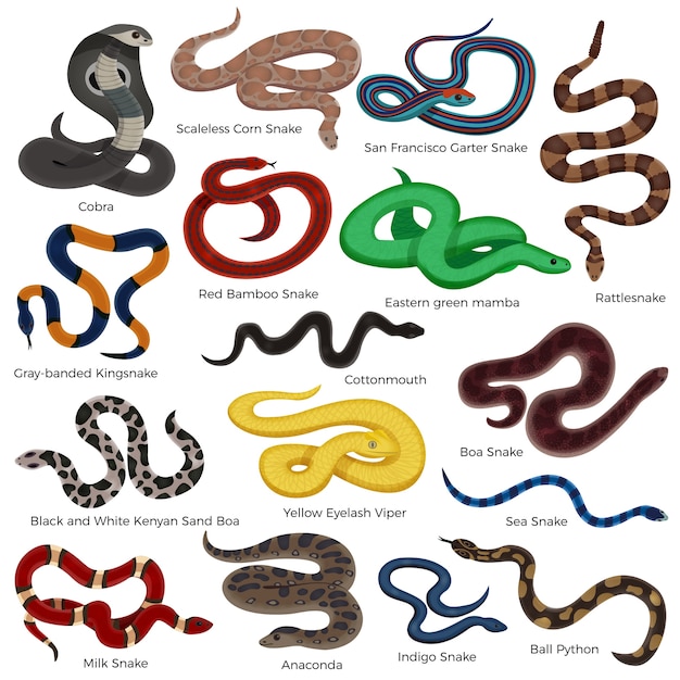 Giftige slang gekleurde decoratieve pictogrammen die met beschrijving reptielen typen geïsoleerd op een witte achtergrond cartoon | Premium Vector