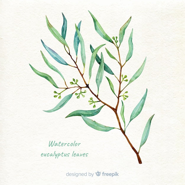 Hand getrokken eucalyptus tak achtergrond Gratis Vector