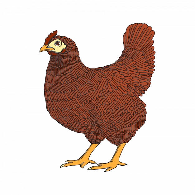Hand getrokken kip, kip. gevogelte, vleeskuikens. vintage kleurrijke vogelschets Premium Vector