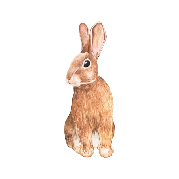 Hand getrokken konijn geïsoleerd op een witte achtergrond Gratis Vector