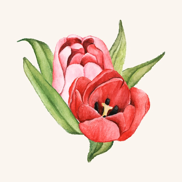 Hand getrokken tulp bloem geïsoleerd Gratis Vector