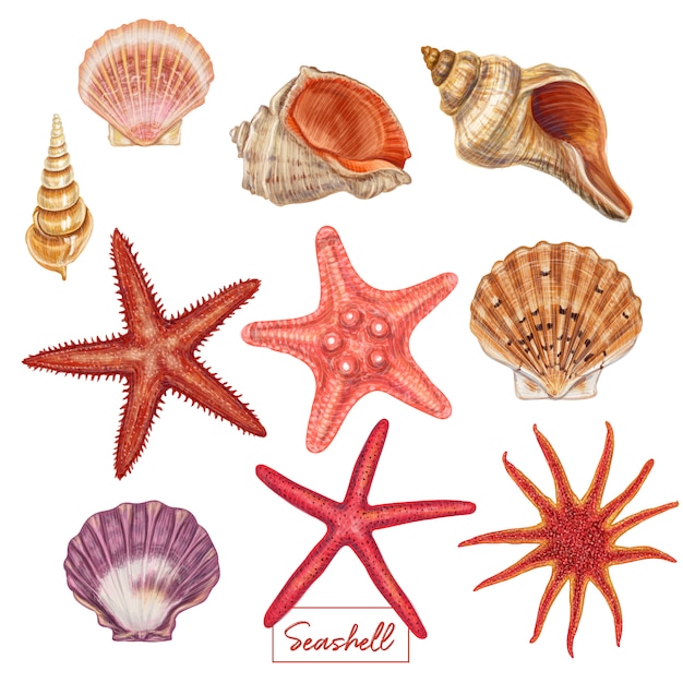 Hand getrokken zeeschelp set Premium Vector