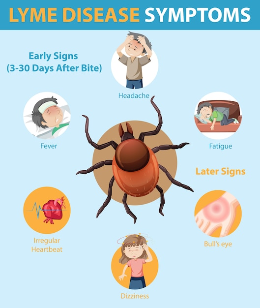 Infographic Van De Symptomen Van De Ziekte Van Lyme | Gratis Vector