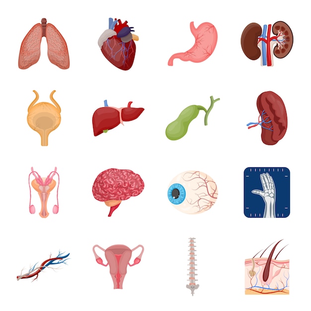 Interne menselijke orgel cartoon icon set, interne menselijke orgel. Premium Vector
