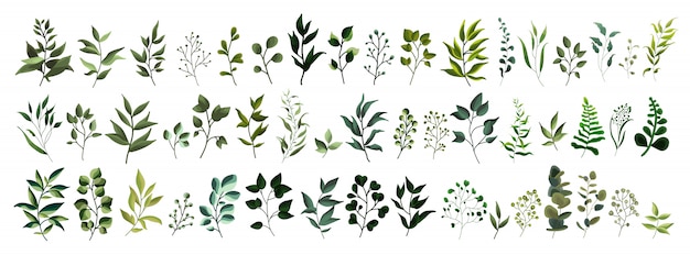Inzameling van van de de installatie boskruiden van het groenblad de lenteflora tropische bladeren in waterverfstijl. Gratis Vector