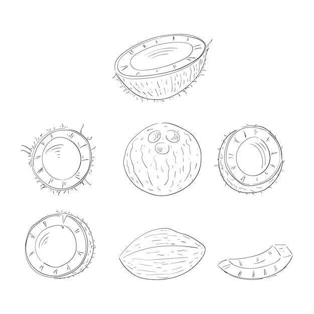 Kokosnoot geheel en in helften gesneden hand getrokken schets illustraties set Premium Vector