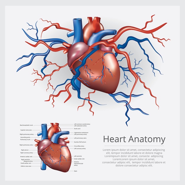 Menselijk hart anatomie vectorillustratie Premium Vector