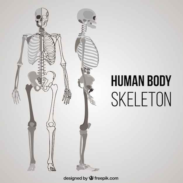 Nieuw Menselijk lichaam skelet in verschillende posities | Gratis Vector FP-19
