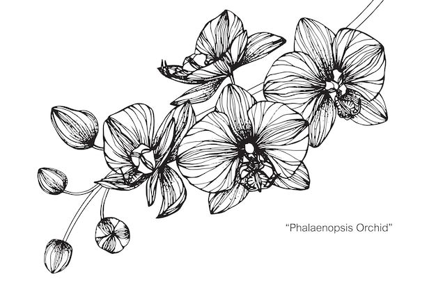 Orchidee Bloem Tekening Illustratie Premium Vector