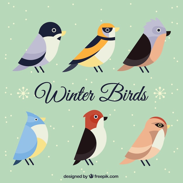 hardware hebben homoseksueel Pak van de winter vogels met verschillende ontwerpen | Gratis Vector