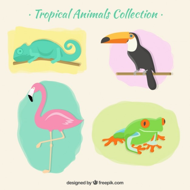 Download Pak van tropische dieren | Gratis Vector