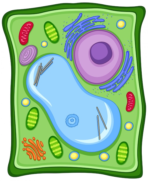 Plantencel met celmembraan gratis vector