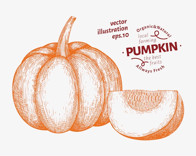 Pompoen illustratie set. hand getekend plantaardige vectorillustratie. gegraveerde stijl halloween of thanksgiving day Premium Vector