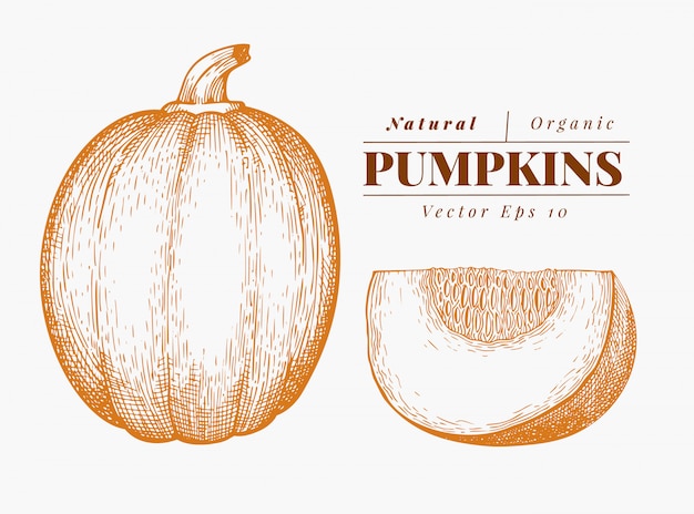 Pompoen illustratie set. hand getekend plantaardige vectorillustratie. gegraveerde stijl halloween of thanksgiving day Premium Vector