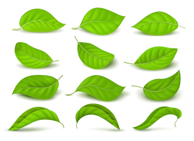Realistische groene theebladen met waterdalingen die op witte vectorreeks worden geïsoleerd Premium Vector