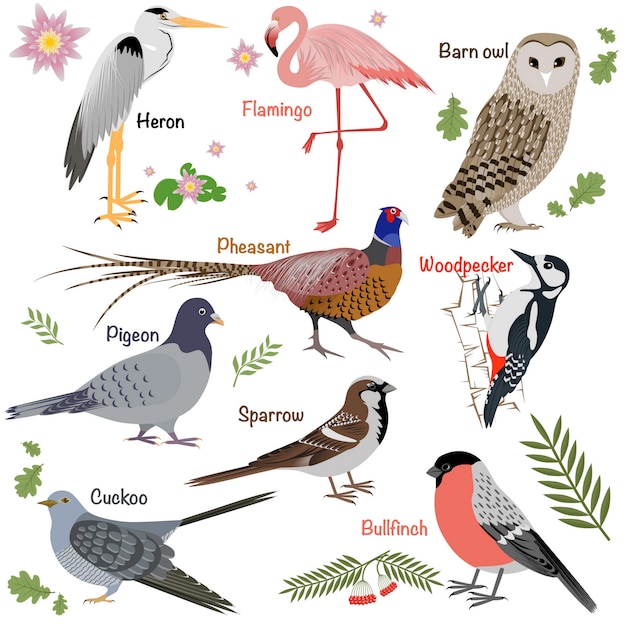 Realistische vogels collectie. kerkuil en reiger, goudvink en fazant, specht en flamingo. Premium Vector