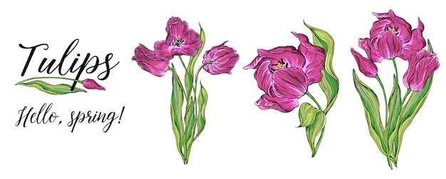 Samenstellingen van vector gekleurde tulp bloemen, lentebloemen Premium Vector
