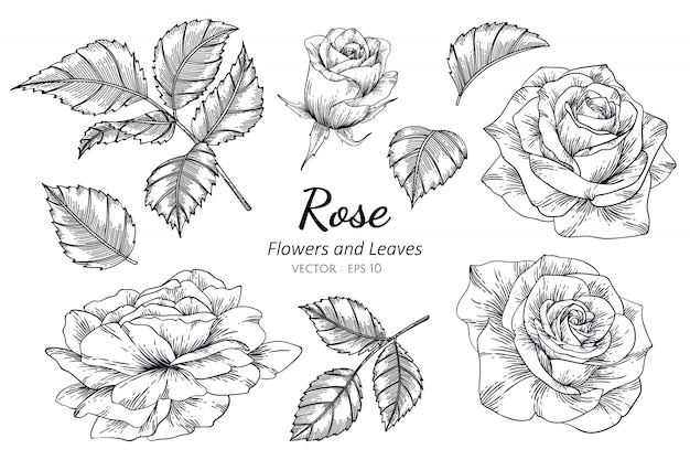 Set Van Roze Bloem Tekening Illustratie Met Lijntekeningen Premium