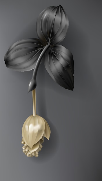 Tropische zwarte en gouden medinillabloem op dark Gratis Vector