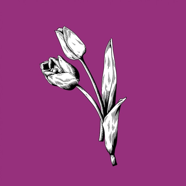 Tulip tekening bloem aard vector pictogram op paarse achtergrond Gratis Vector