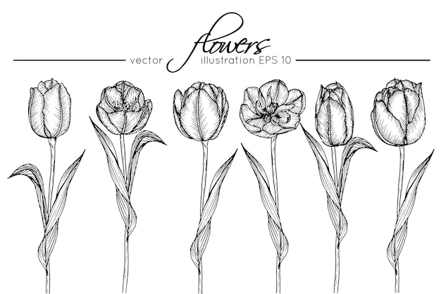 Fonkelnieuw Tulp bloemen tekenen | Premium Vector UN-81
