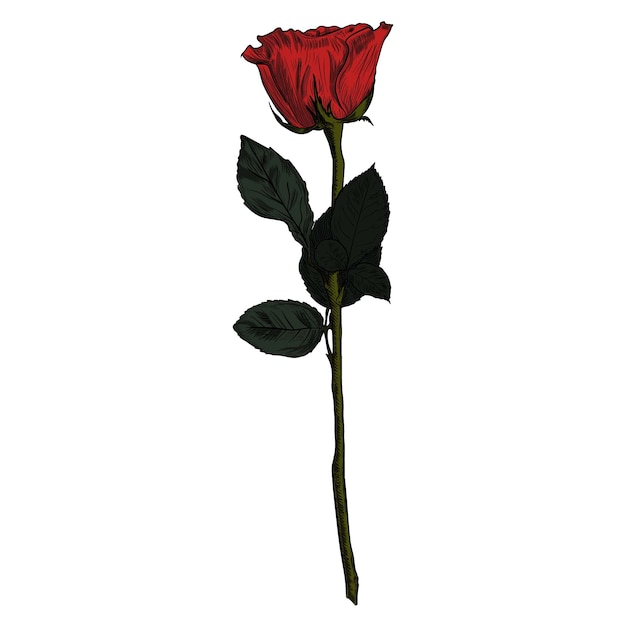 Vector oude gravure op zoek gekleurde illustratie van rode roos met stengel, doornen en bladeren. vintage rood roze bloem gearceerde en gekleurde inkttekening geïsoleerd Premium Vector