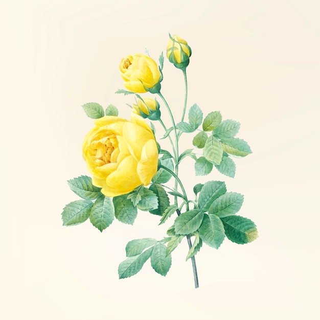 Vintage bloem illustratie Gratis Vector