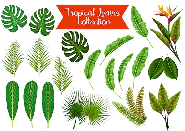 Voorraad vector set van tropische bladeren object illustratie Premium Vector